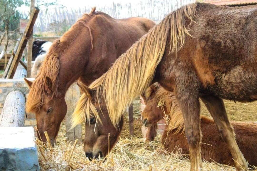 Отель Dar Zaghouan Экстерьер фото